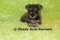 Esdras--smaller than average, a male Miniature Schnauzer for sale in Macon, GA – 6 of 10