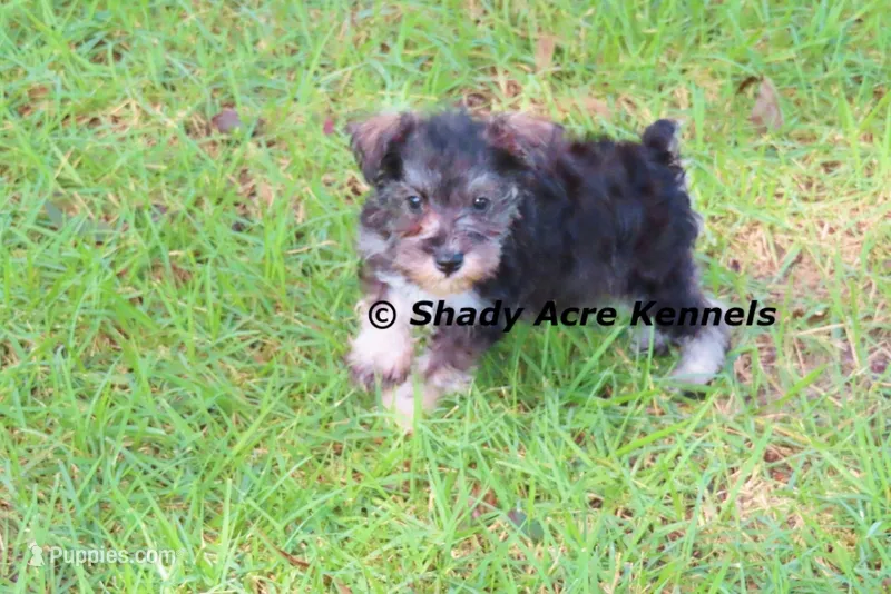 Espirit--smaller than average – Miniature Schnauzer puppy for sale in Macon, GA