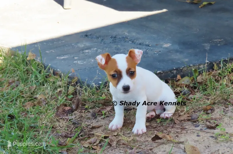 Super Tiny Shorty Anagi – Jack Russell Terrier puppy for sale in Macon, GA