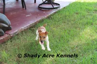 Elbert, a male Jack Russell Terrier for sale in Macon, GA – 7 of 8