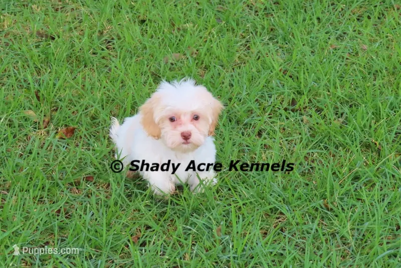 Rolanda – Havachon puppy for sale in Macon, GA