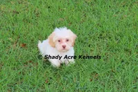 Rolanda, a female Havamalt for sale in Macon, GA – 6 of 9