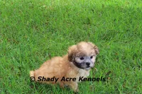 Gibson, a male Mal Shi for sale in Macon, GA – 3 of 10