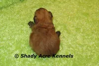 Gironimo, a male Mal Shi for sale in Macon, GA – 2 of 7