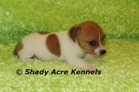 Gilmore, a male Jack Russell Terrier for sale in Macon, GA – 5 of 8