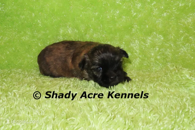 Gindhi – Mal Shi puppy for sale in Macon, GA