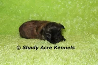Gindhi, a male Mal Shi for sale in Macon, GA – 6 of 7