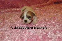 Magnolia, a female Shichon for sale in Macon, GA – 5 of 7