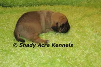 Benard, a male Puggle for sale in Macon, GA – 8 of 8