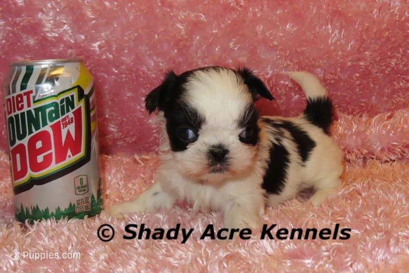 Pimela – Shih Tzu puppy for sale in Macon, GA