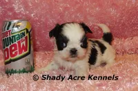 Pimela, a female Shih Tzu for sale in Macon, GA – 1 of 8