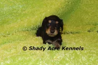 Long Coat Lochlan, a male Miniature Dachshund for sale in Macon, GA – 6 of 6