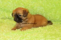 Firston, a male Shih Tzu for sale in Macon, GA – 3 of 8
