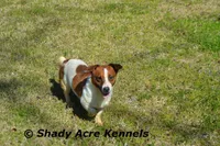 Smooth Short Cheff--Parent pics too, a male Jack Russell Terrier for sale in Macon, GA – 10 of 10