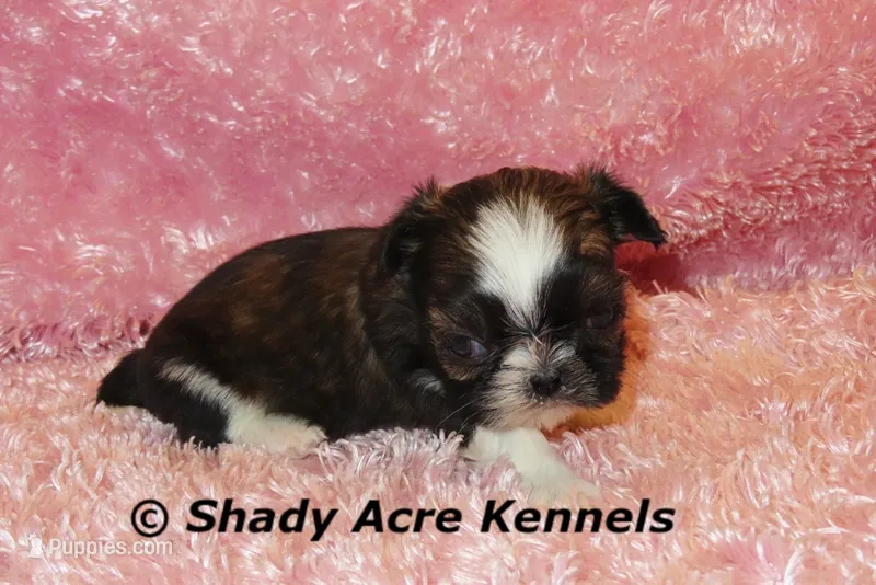 Pindora – Shih Tzu puppy for sale in Macon, GA