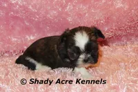 Pindora, a female Shih Tzu for sale in Macon, GA – 1 of 6