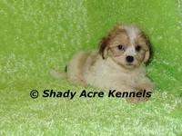 Mad Max, a male Shichon for sale in Macon, GA – Photo 5 of 9