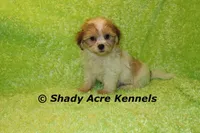 Mad Max, a male Shichon for sale in Macon, GA – Photo 4 of 9