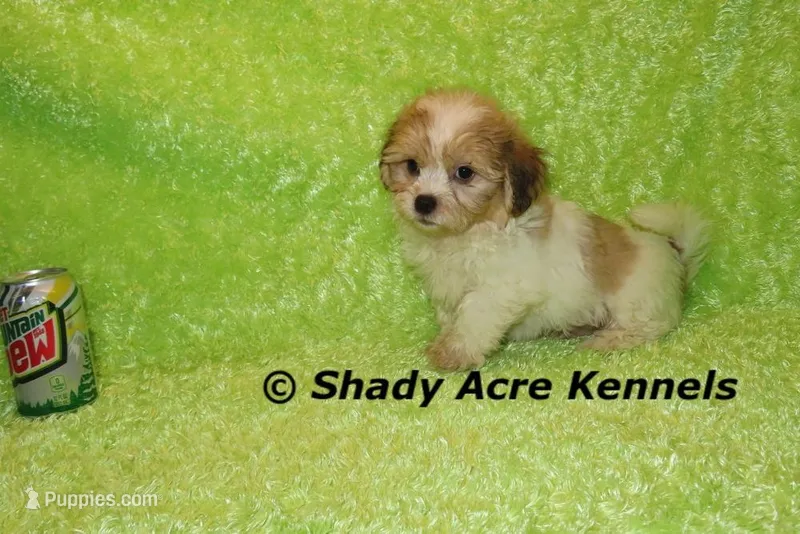 Mad Max, a male Shichon for sale in Macon, GA – Photo 1 of 9