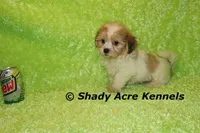 Mad Max, a male Shichon for sale in Macon, GA – Photo 1 of 9