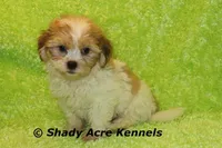 Mad Max, a male Shichon for sale in Macon, GA – Photo 2 of 9