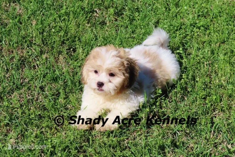 Shichon Mad Max – Shichon, Mal Shi puppy for sale in Macon, GA