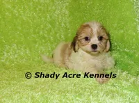 Mad Max, a male Shichon for sale in Macon, GA – Photo 6 of 9