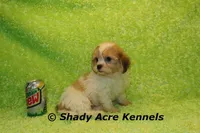 Mad Max, a male Shichon for sale in Macon, GA – Photo 8 of 9