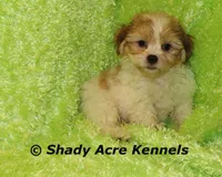 Mad Max, a male Shichon for sale in Macon, GA – Photo 3 of 9
