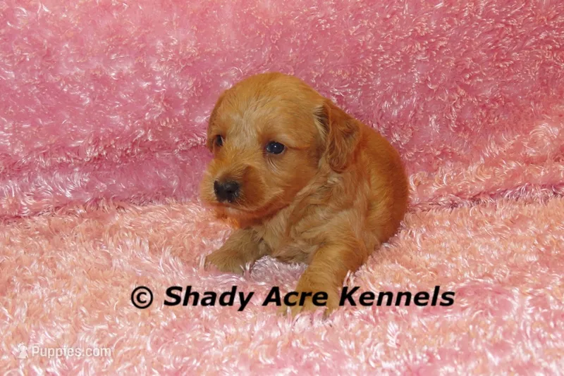 F1b MINI Lathy--average weight 30lbs – Miniature Goldendoodle puppy for sale in Macon, GA