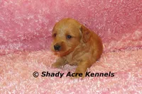 F1b MINI Lathy--average weight 30lbs, a female Miniature Goldendoodle for sale in Macon, GA – 2 of 8