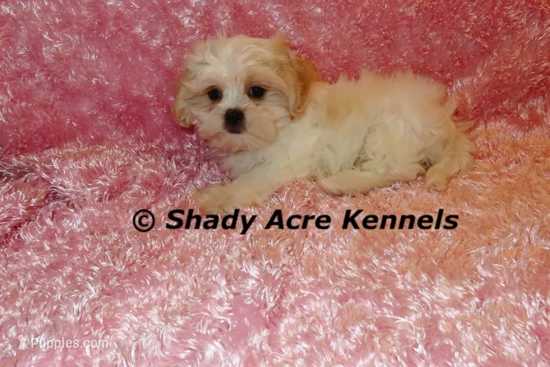 Disco-mature weight 8-10 lb – Mal Shi puppy for sale in Macon, GA