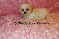 Disco-mature weight 8-10 lb, a female Mal Shi for sale in Macon, GA – 1 of 10