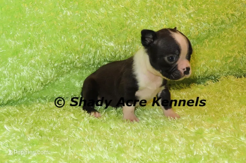 Mabo--ready to go 11-2 – Boston Terrier puppy for sale in Macon, GA