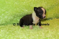 Mabo--ready to go 11-2, a male Boston Terrier for sale in Macon, GA – 1 of 7