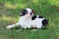 Indy--well behaved, happy, a male Boston Terrier for sale in Macon, GA – 7 of 10