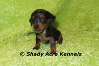 Dapple Yates, a male Miniature Dachshund for sale in Macon, GA – 8 of 10