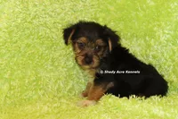 AKC Budges, a male Yorkshire Terrier for sale in Macon, GA – 4 of 8