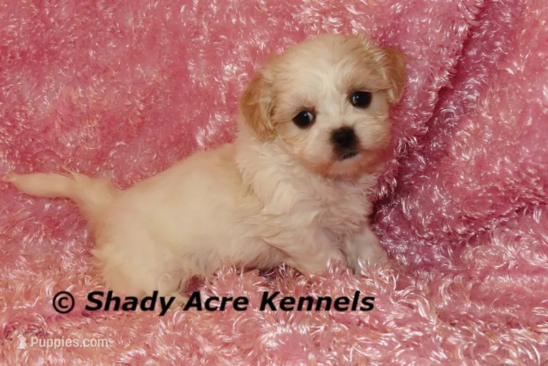 Disco – Mal Shi puppy for sale in Macon, GA