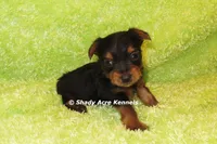 Blockberry-both parents are <5 lbs., a male Yorkshire Terrier for sale in Macon, GA – 3 of 6