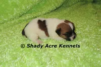 Milano, a male Jack Russell Terrier for sale in Macon, GA – 4 of 6