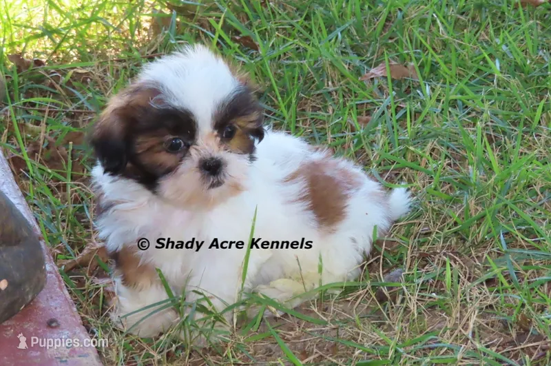 Killer--Parent pics too – Shih Tzu puppy for sale in Macon, GA