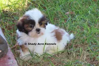Killer--Parent pics too, a male Shih Tzu for sale in Macon, GA – 1 of 10
