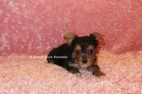 AKC Buffi, a female Yorkshire Terrier for sale in Macon, GA – 4 of 7