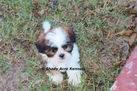 Killer--Parent pics too, a male Shih Tzu for sale in Macon, GA – 8 of 10