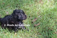William, a male Shihpoo for sale in Macon, GA – 3 of 8