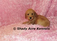 F1b MINI Lathy--average weight 30lbs, a female Miniature Goldendoodle for sale in Macon, GA – 9 of 10