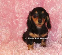 Long coat Lola--AKC registerable, a female Miniature Dachshund for sale in Macon, GA – 6 of 10