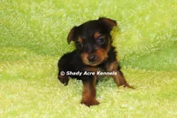 Blockberry-both parents are <5 lbs., a male Yorkshire Terrier for sale in Macon, GA – 6 of 6