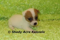 Shorty Android, a male Jack Russell Terrier for sale in Macon, GA – 5 of 8